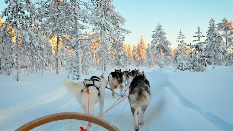 Chiens de traîneau - Canada © Adobe