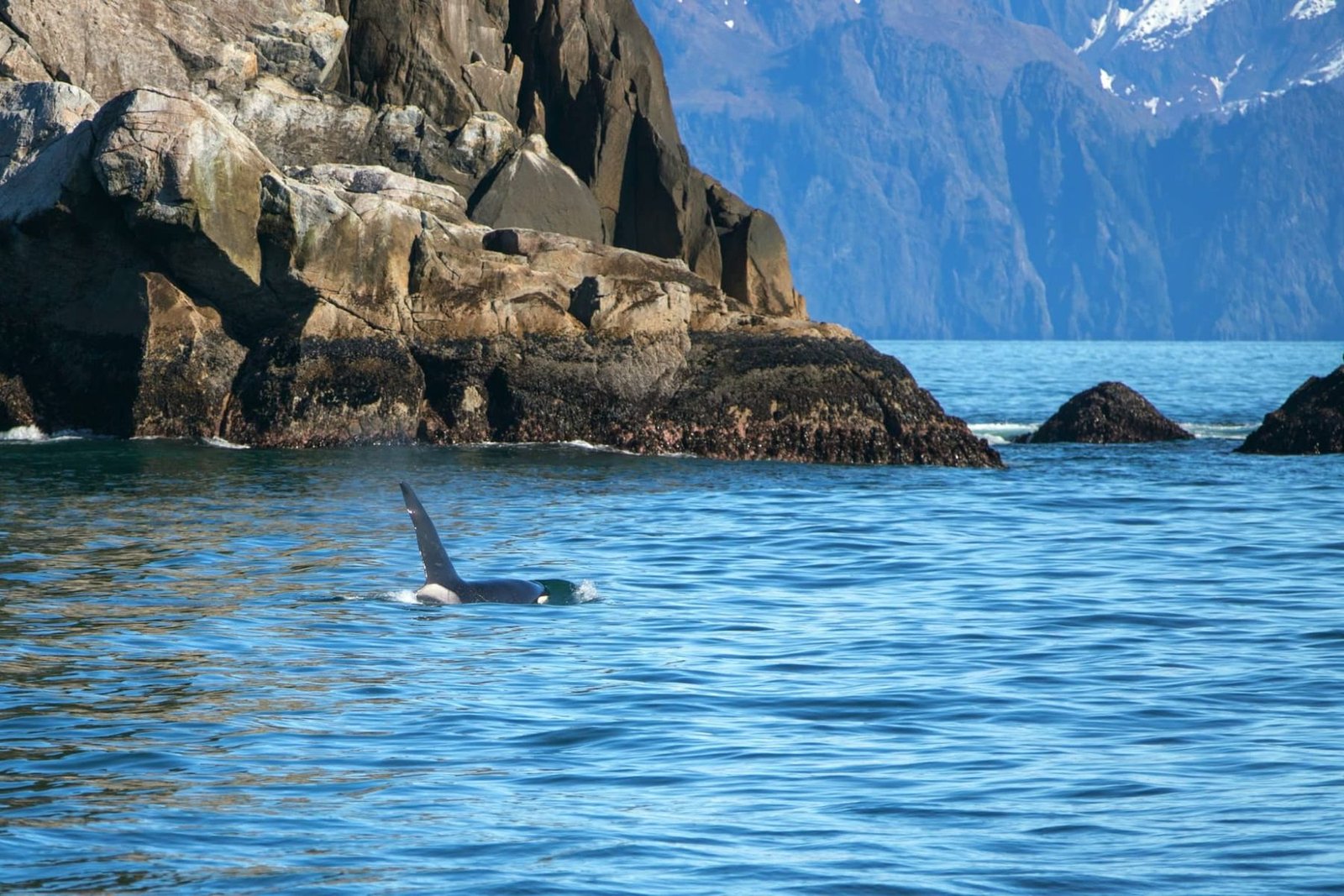 Terra-Canada-Alaska-kenai-baleine Terra-Canada-Alaska-kenai-baleine