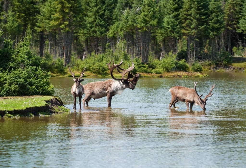 Terra-Canada-experience-randonnee-saguenay-caribou