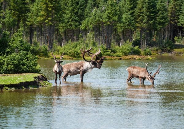 Terra-Canada-experience-randonnee-saguenay-caribou.jpg